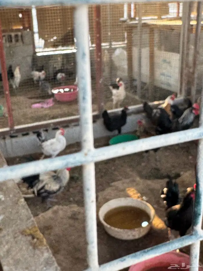 دجاج ودياكه 6