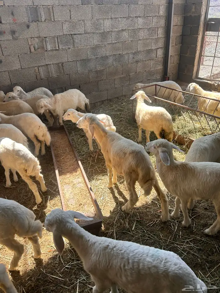 بهم للبيع العدد18 2