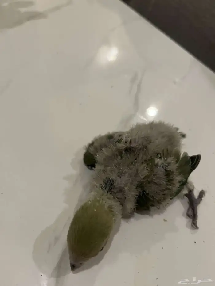 للبيع فروخ روز 3