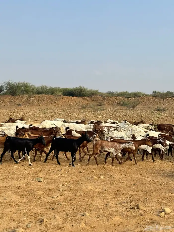 للبيع غنم دهم العدد 60 وضأن العدد 35 4