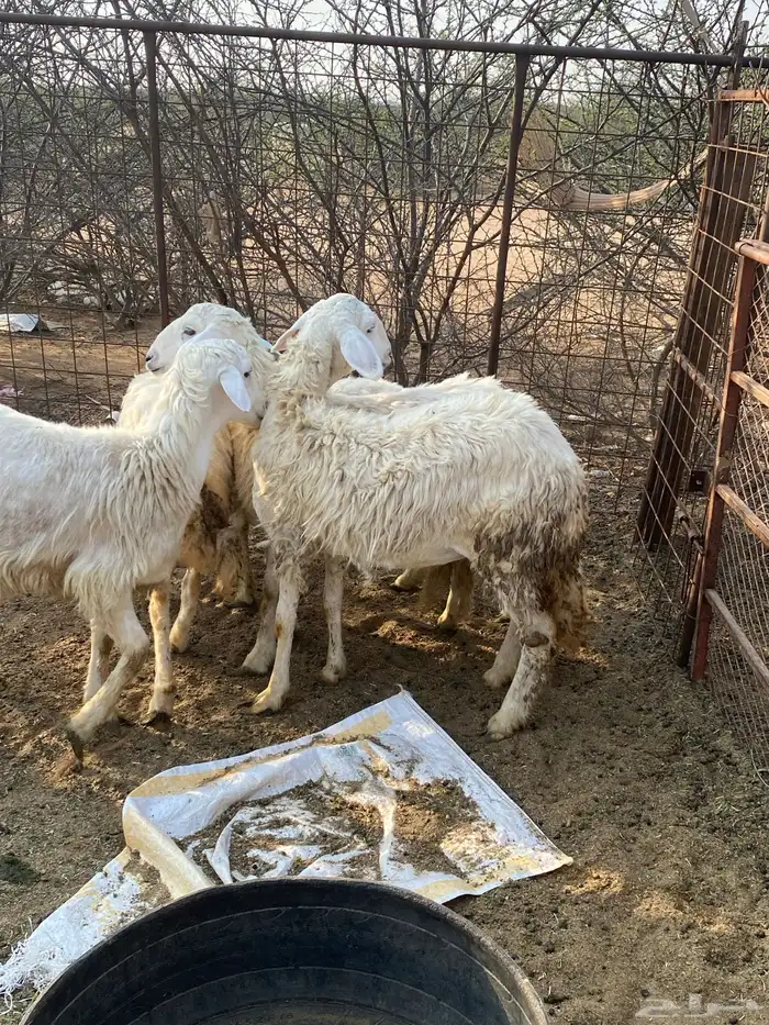 طليان ورخال 2