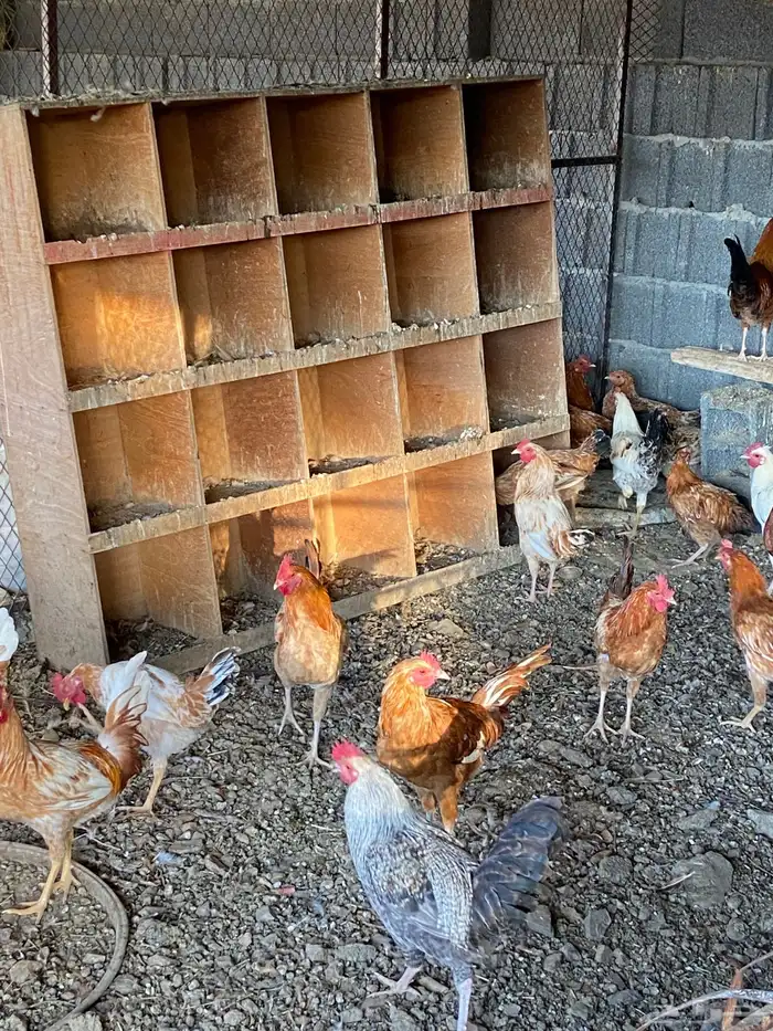 السلام عليكم نعرض لكم دياكه ذكور فيها تركي عربي بلدي للبيع 5