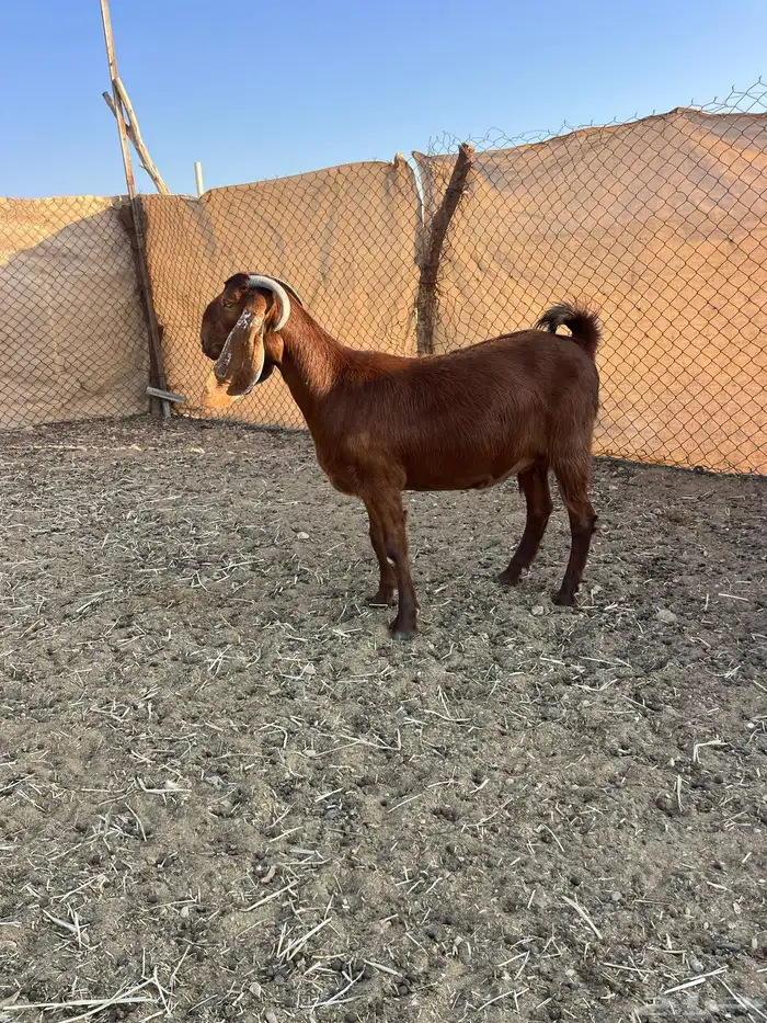 عنز قبرصيه دافع سنها ثنيه 0