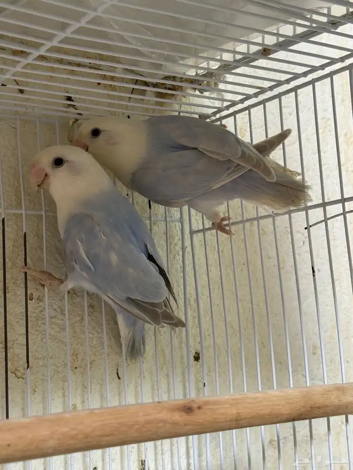 للبيع ازواج روز منتجه 15 زوج 12