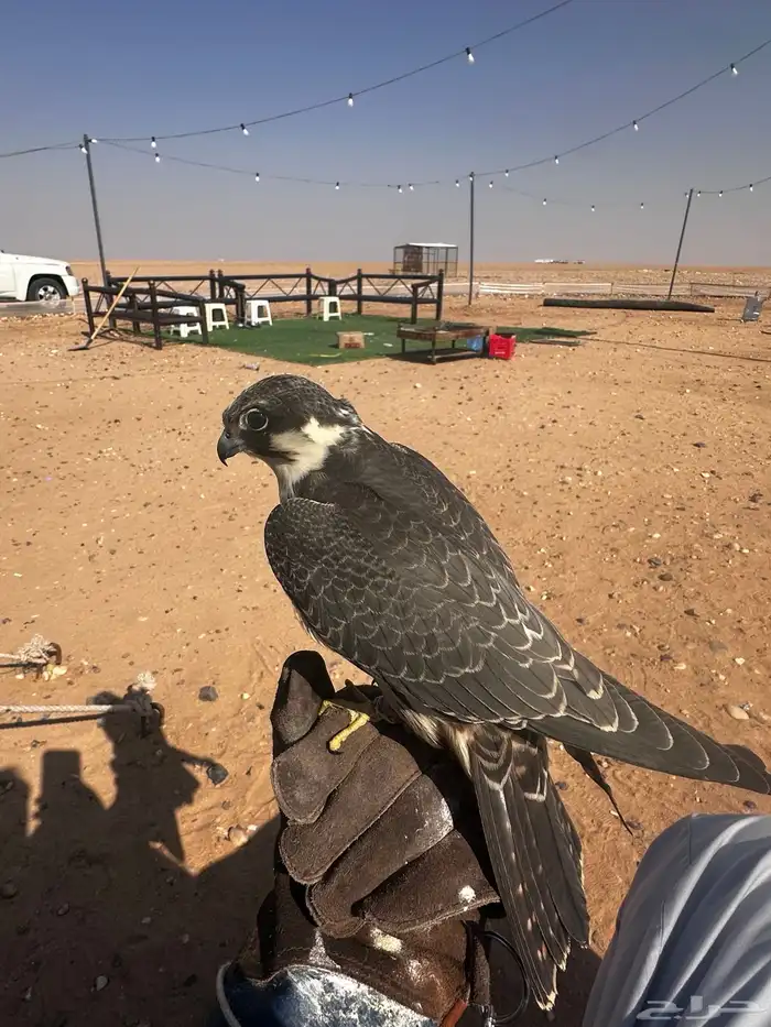 بكه او جليميه 0