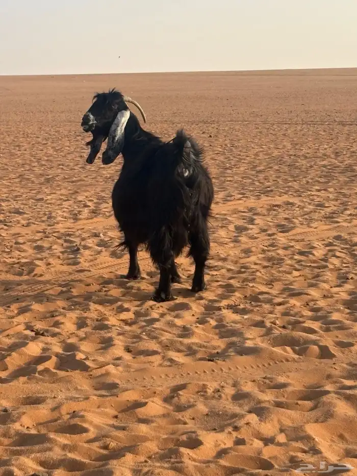 عنز حاصب تبي تلد 1