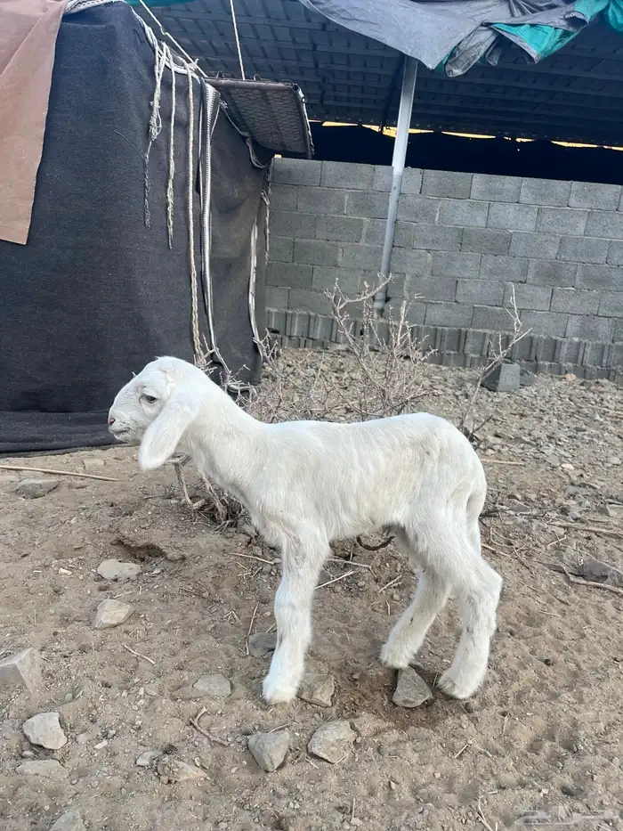 رخل جذعه تحتها خروف 2