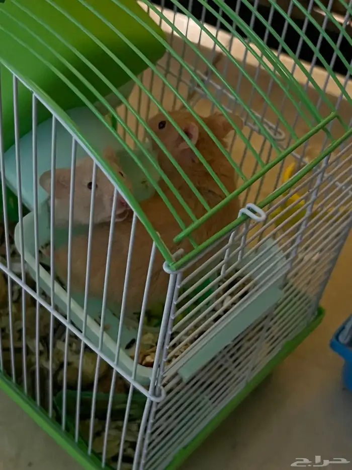 طيور كروان وهامستر للبيع 6