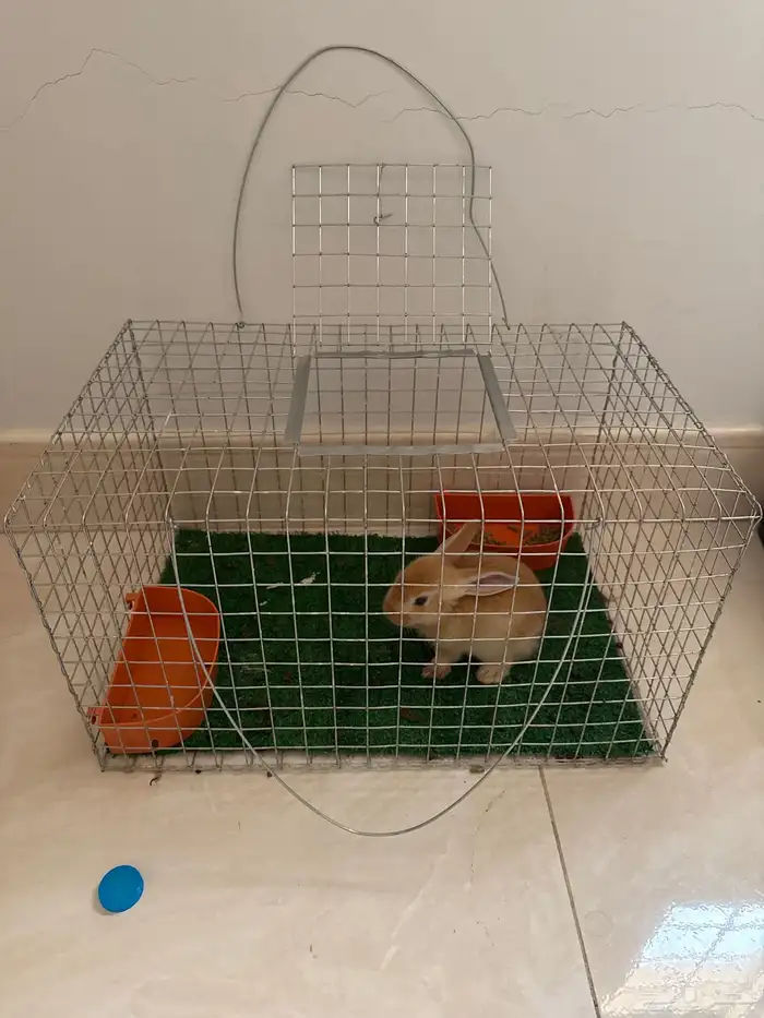 ارنب للبيع 0