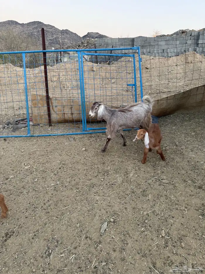 7 معزا للبيع 2