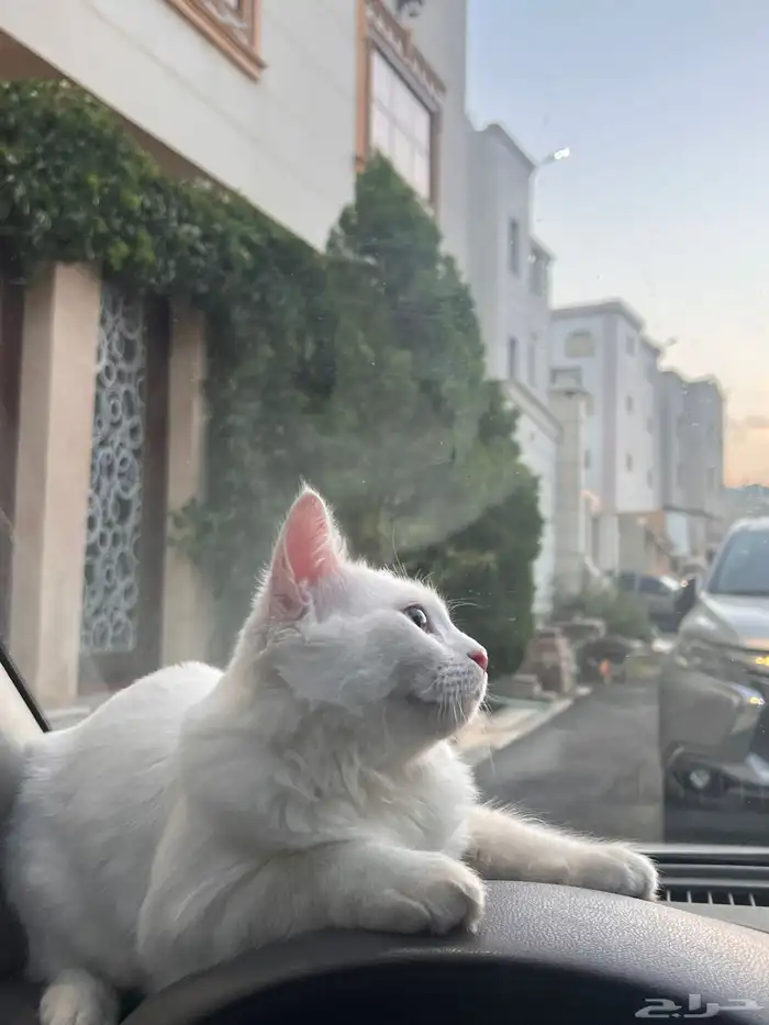 قطط للتبني (ذكور) 2