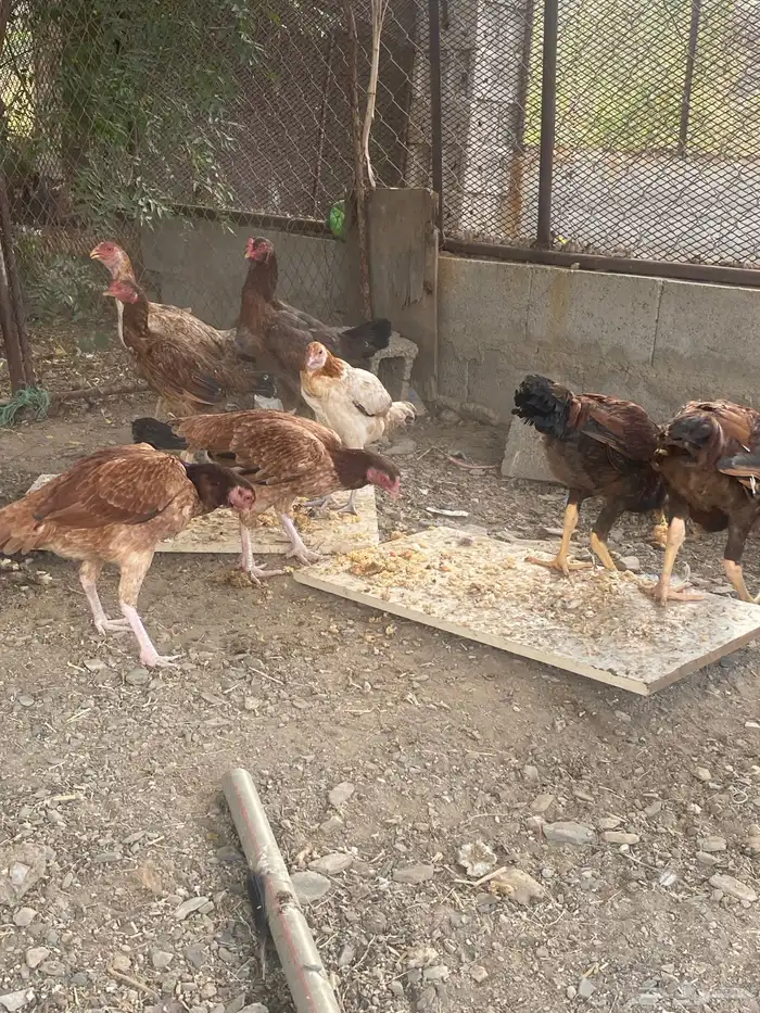 دجاج باكستاني 7