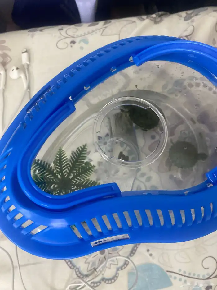 سلاحف وحده عمرها شهر ونص والثانيه اسبوعين ومعاهم اكلهم 0