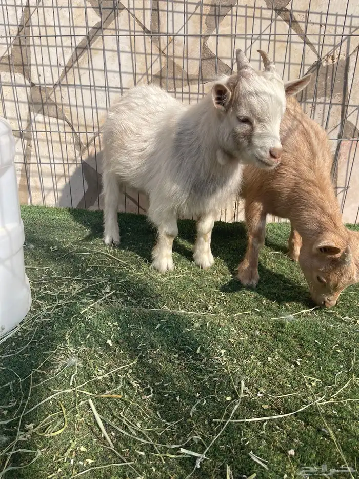 ماعز قزم اصل ودم صافي وبيور 1