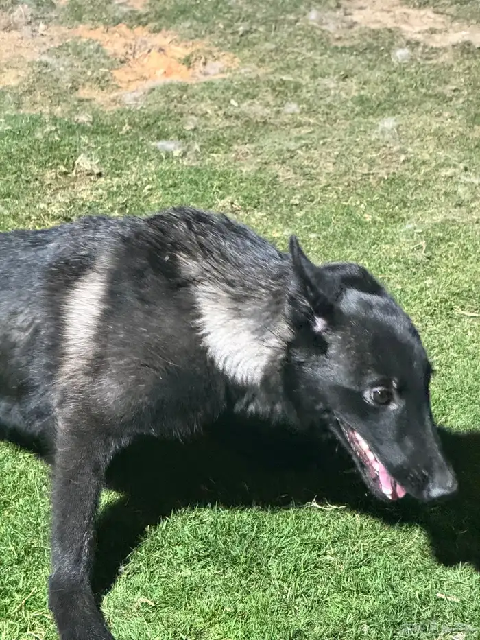 مالينو للتبني 4