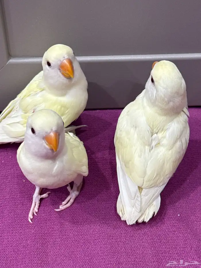 3 فروخ اينو على وشك فطام 0