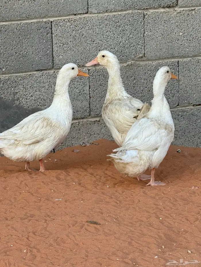 بط العدد ثلاث حبات 2