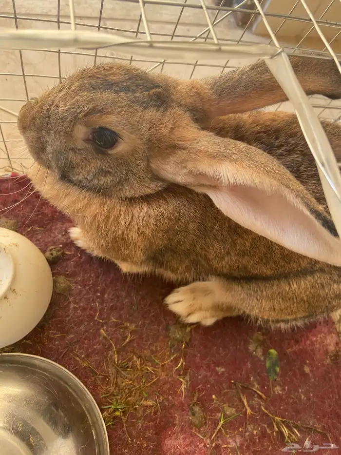 ارنب كبير و سمين النوع انثا 1