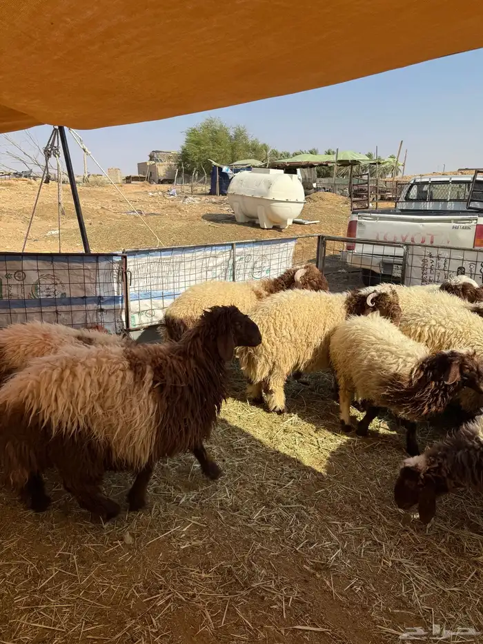 للبيع طليان خرفان ورخال نعيمي اعمارها فوق 7 شهور 1