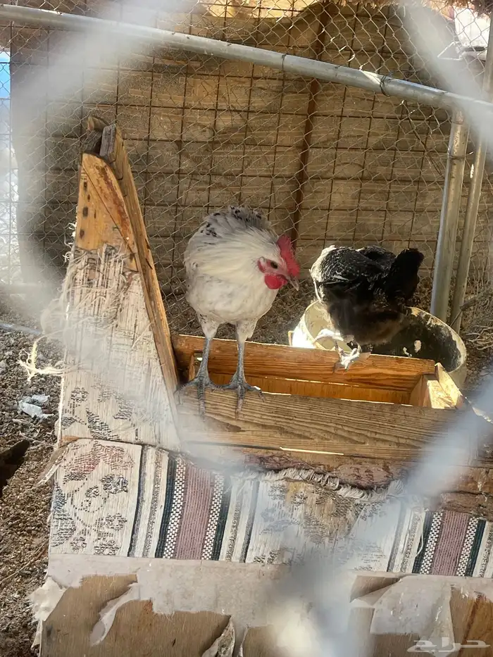 دجاج فيومي 3