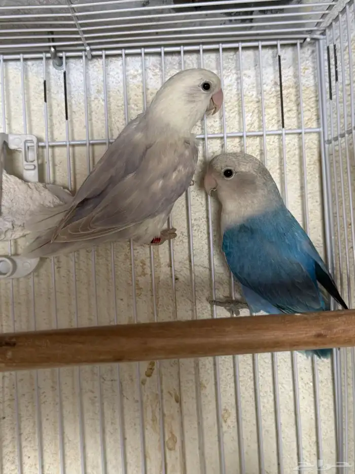 للبيع ازواج روز منتجه 15 زوج 15