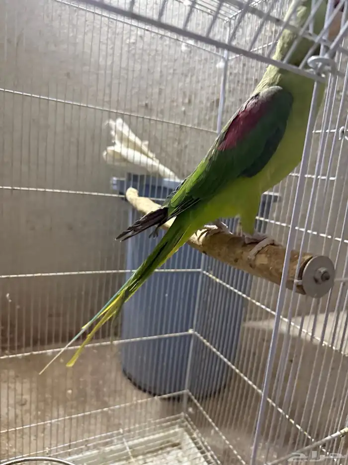 جوز نيبالي سوبر جامبو ( أليف ومتكلم ) 7