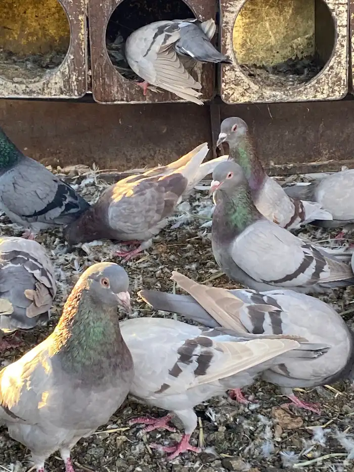 تم البيع الله يبارك لرعيه 2