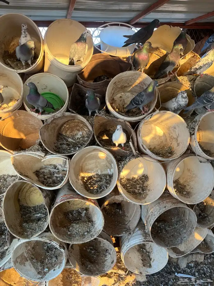 حمام للبيع 4