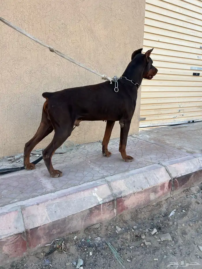 كلب دوبر مان 1