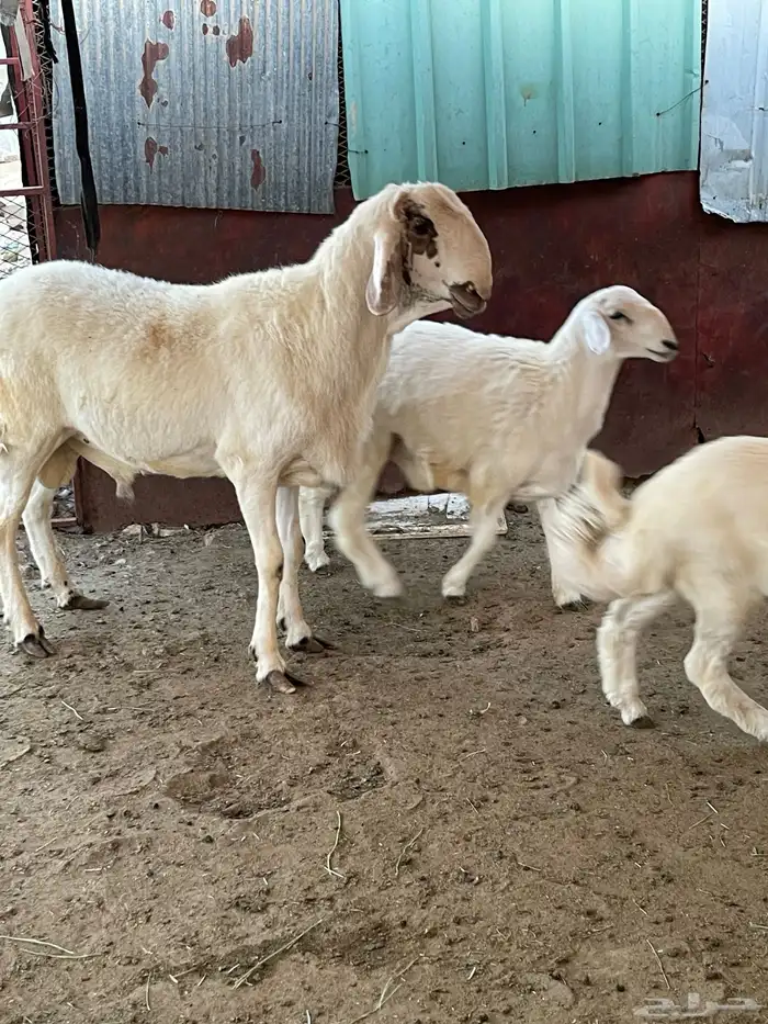 طلي فحل رباع 2