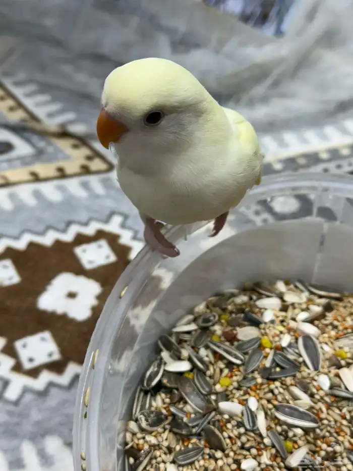 فروخ روز غر 3