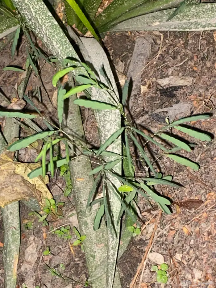 حطب من شجر النيم 5