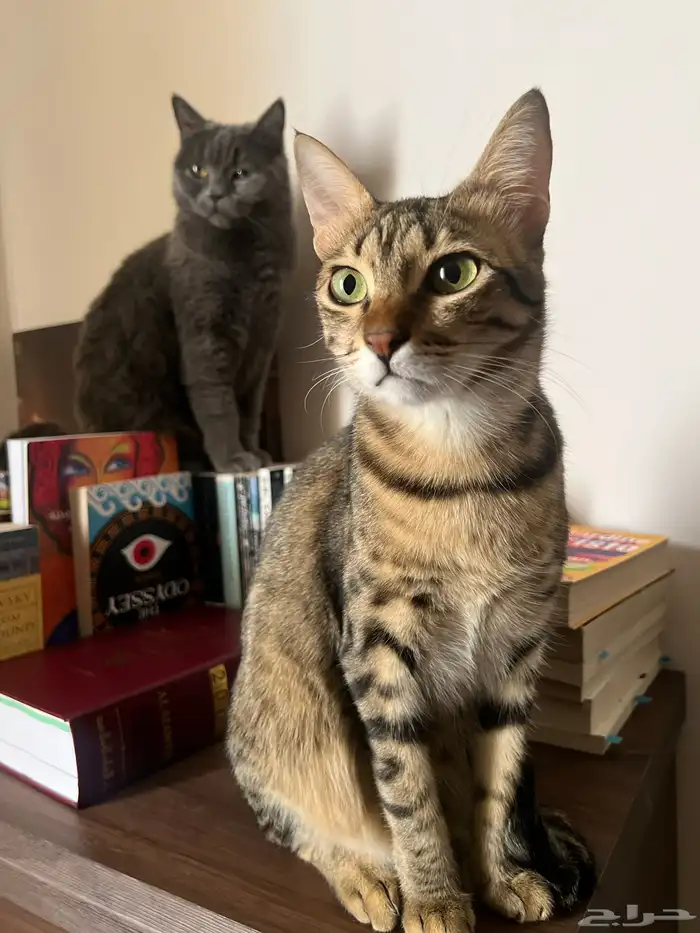 قطط للتبني في المدينة المنورة صحتهم كويسه متطعمين ومتعقمين 2