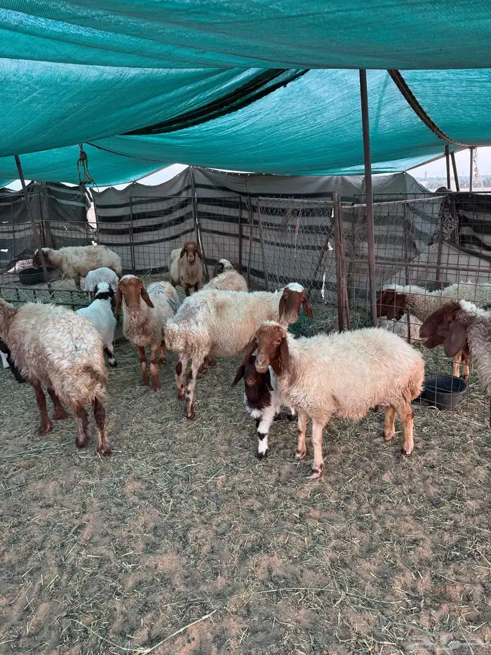 غنم مراح واحد مواليد العدد حدود 150 0