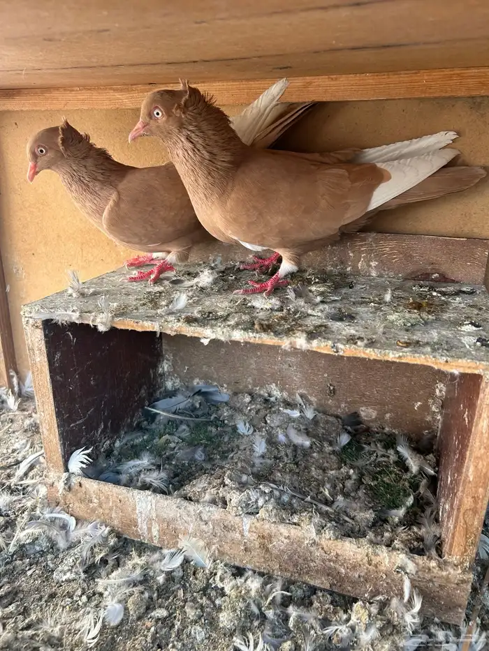 حمام هاي فلر 1