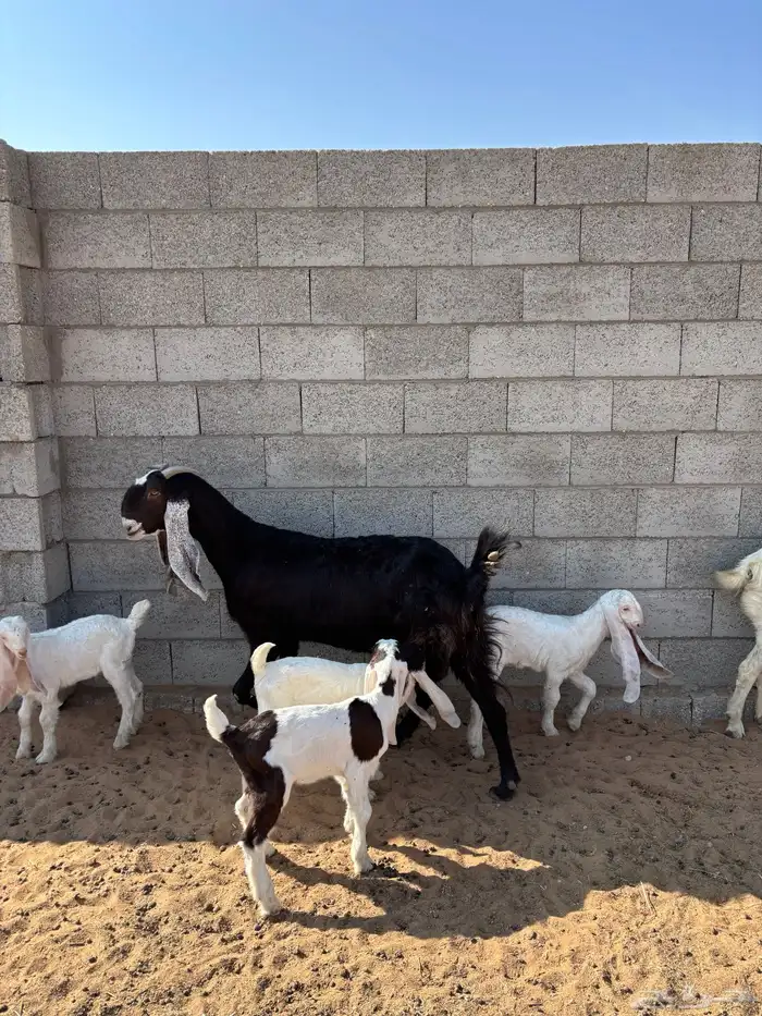 معزى مشروكه ومشكله 1