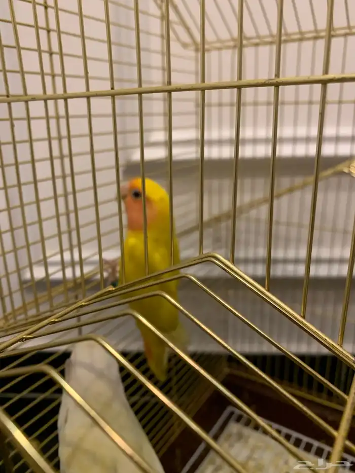 زوج روز منتج 3