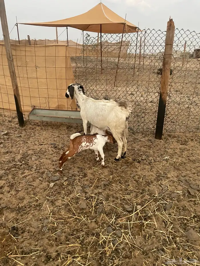 عنز تحتها 2 0