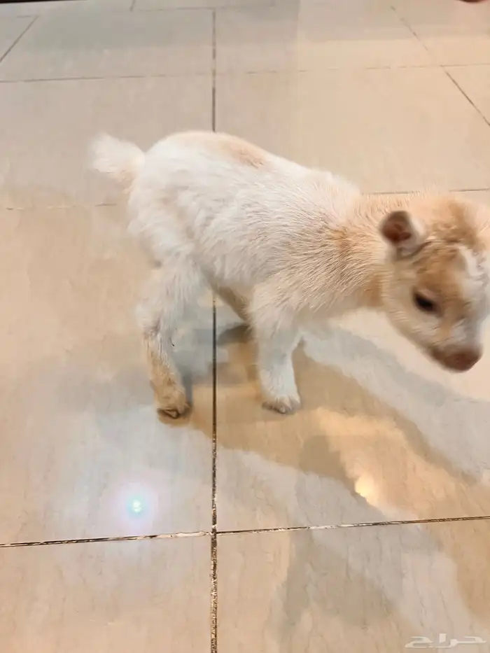 قزمي للبيع 3