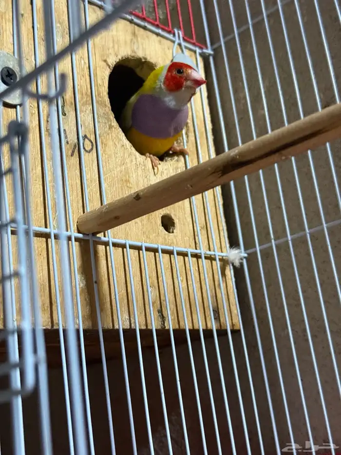 جوز قولدن فينش منتج 10