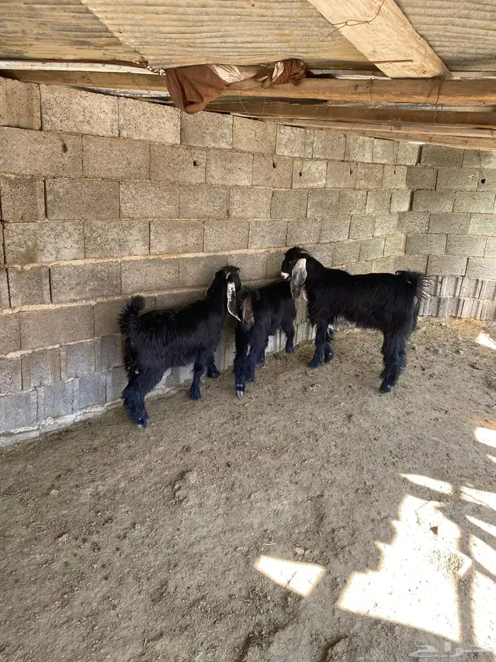 جفرات للبيع 1