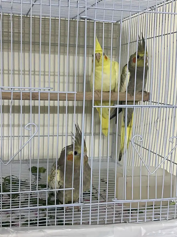 فروخ كروان 2