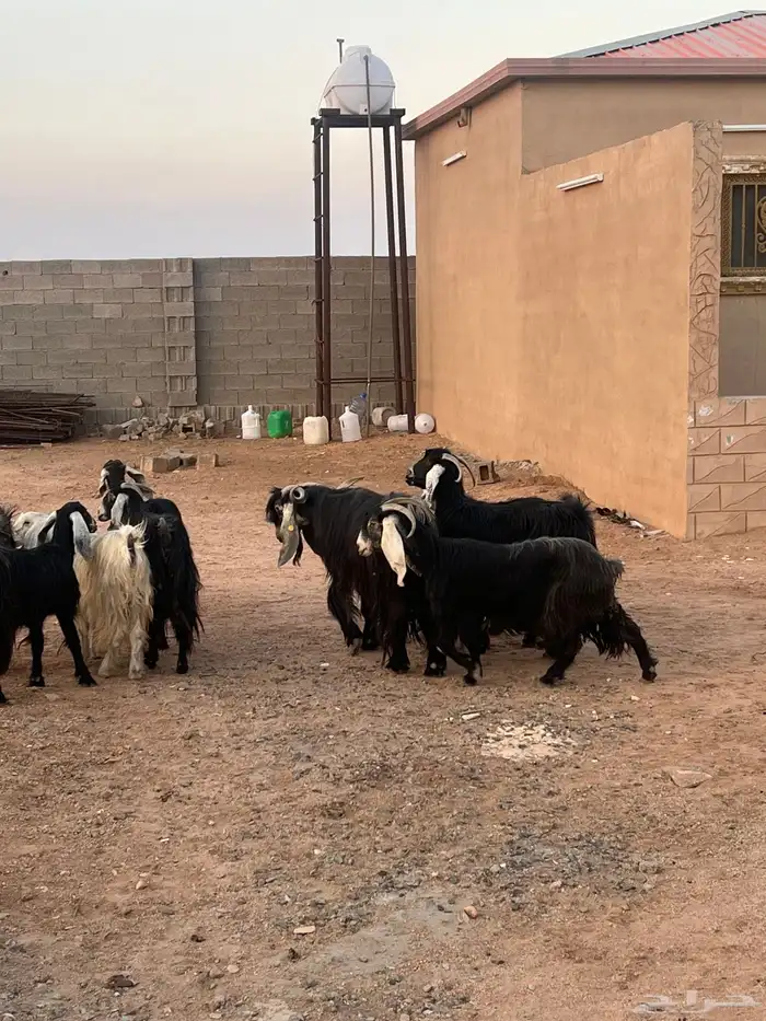 معزا عوارض في عشيره 0