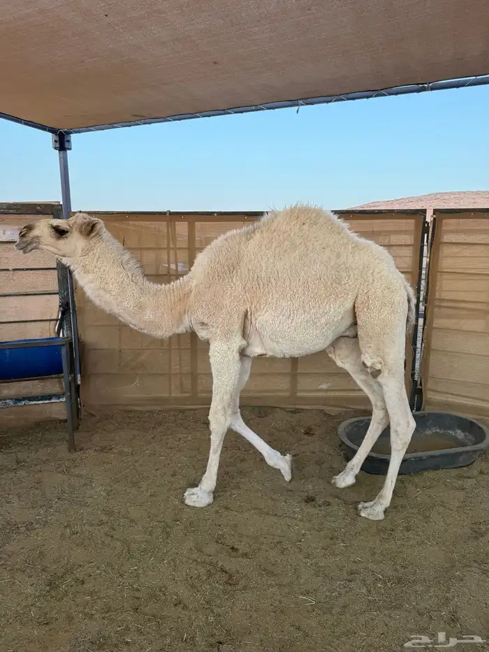 قعود مفرود 0