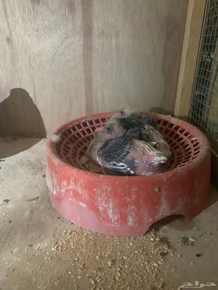 جوزين قطايف منتجات كل جوز معه فرخين ل البيع 1