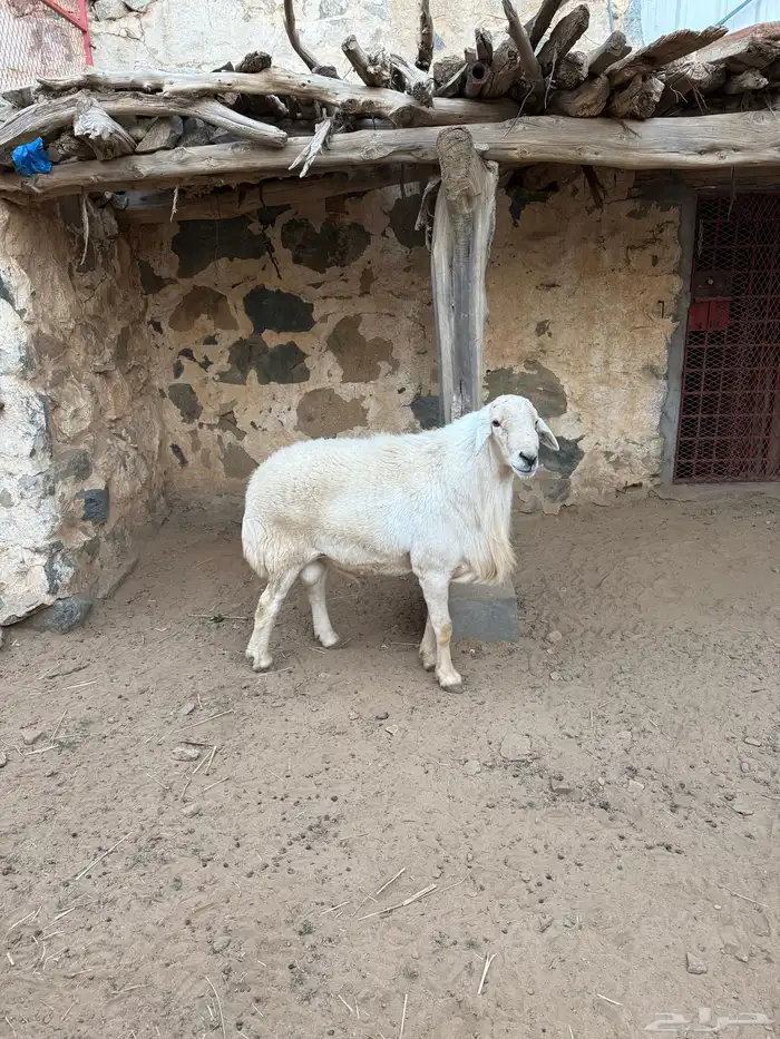 خروف فحل على الشرط ضراب ومالطيه 1