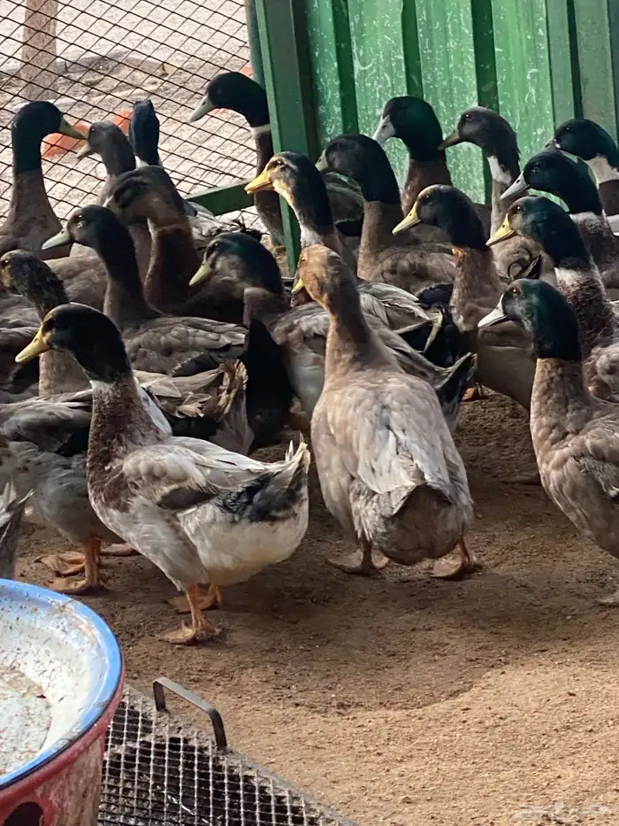 طيور بيت الزاجل 28