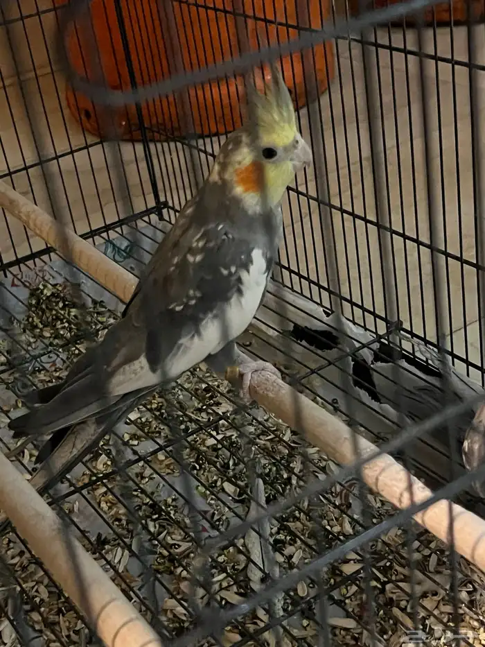 طيور كروان وهامستر للبيع 0