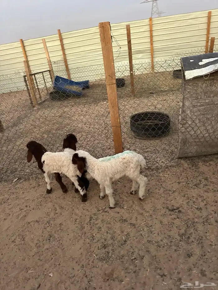 دواغير نعيم العدد 3 (2 خروف 1 رخل ) 0