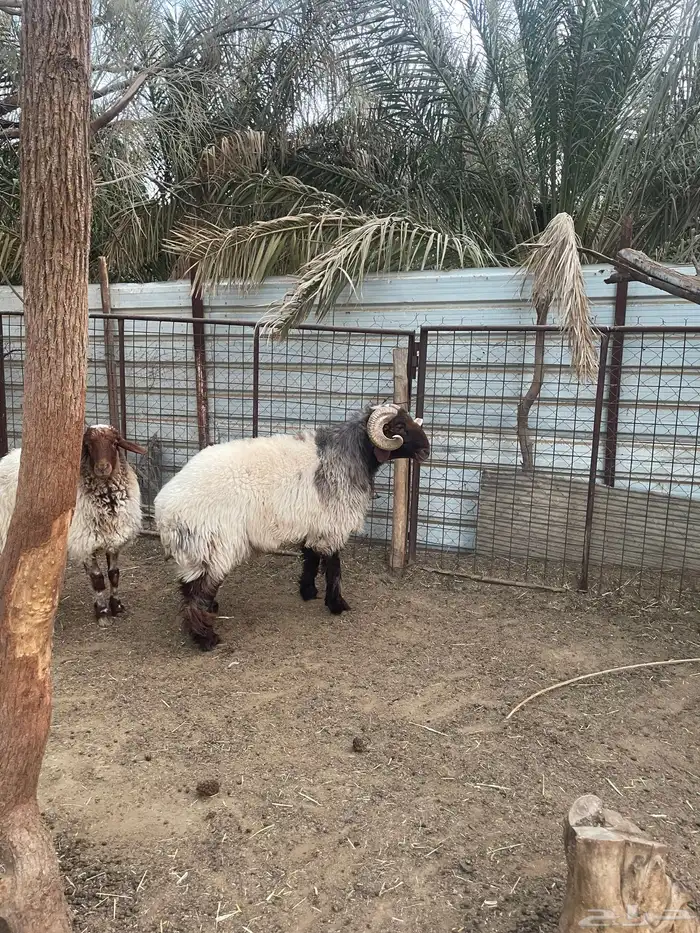 فحل نعيمي صنف فاخرر 2